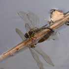 Herbst-Mosaikjungfer (Aeshna mixta)