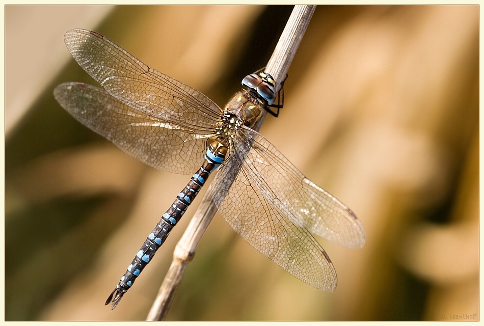 Herbst-Mosaikjungfer (Aeshna mixta)