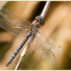 Herbst-Mosaikjungfer (Aeshna mixta)