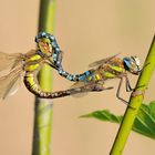 Herbst - Mosaikjungfer (Aeshna mixta)