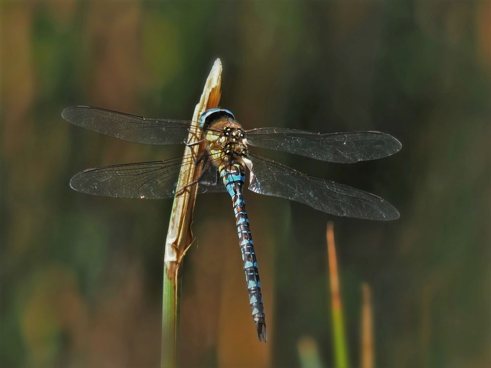 Herbst-Mosaikjungfer – Aeshna mixta