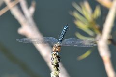 Herbst-Mosaikjungfer (Aeshna mixta)