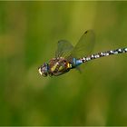 Herbst-Mosaikjungfer (Aeshna mixta)