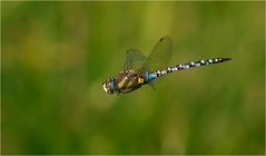 Herbst-Mosaikjungfer (Aeshna mixta)