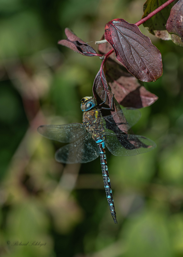 Herbst-Mosaikjungfer (Aeshna mixta)