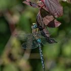 Herbst-Mosaikjungfer (Aeshna mixta)