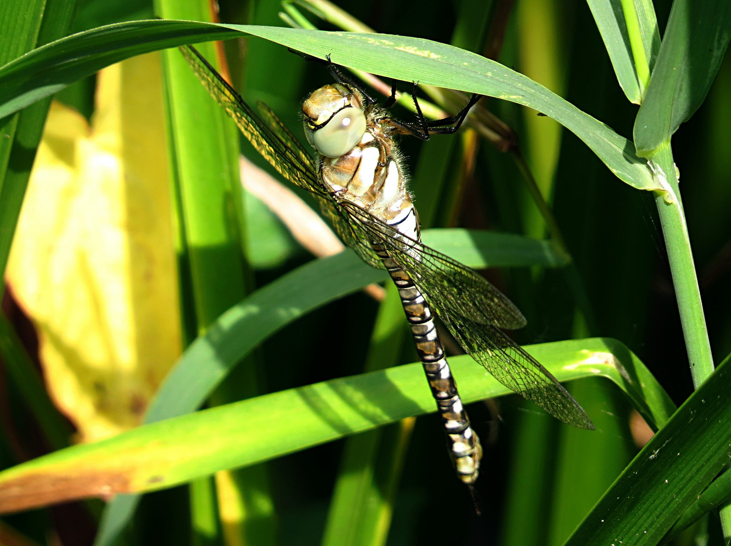 --- Herbst-Mosaikjungfer (Aeshna mixta) ---