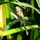 --- Herbst-Mosaikjungfer (Aeshna mixta) ---