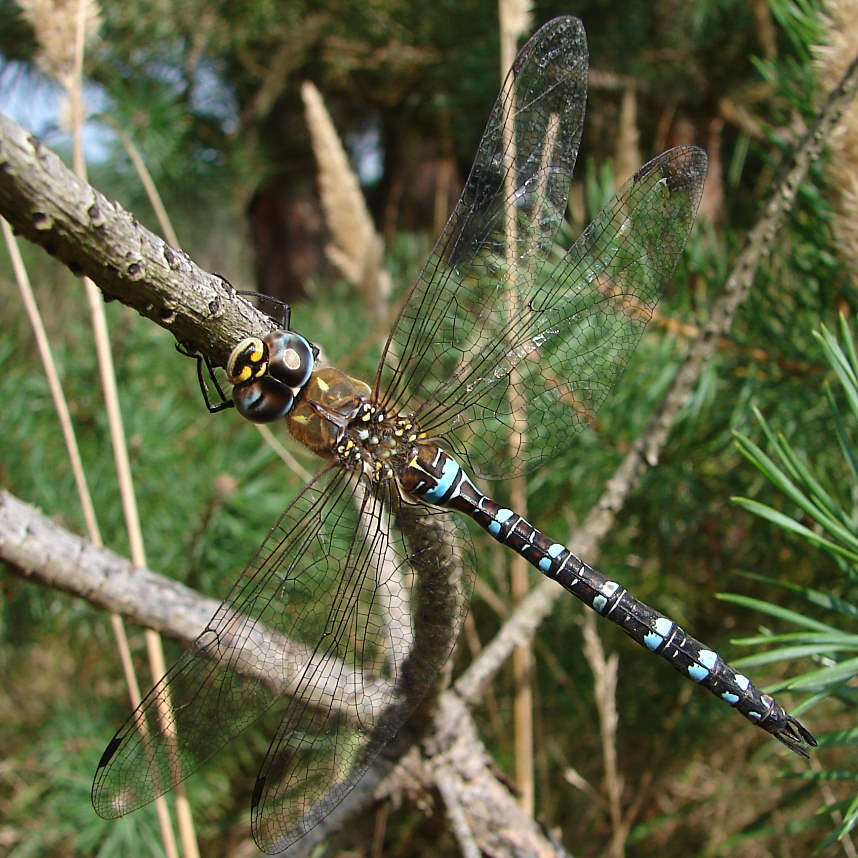 Herbst-Mosaikjungfer (Aeshna mixta)