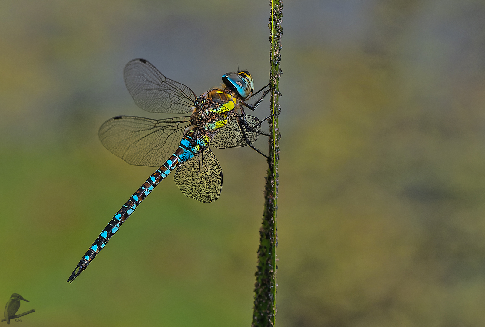 Herbst-Mosaikjungfer - aeshna mixta