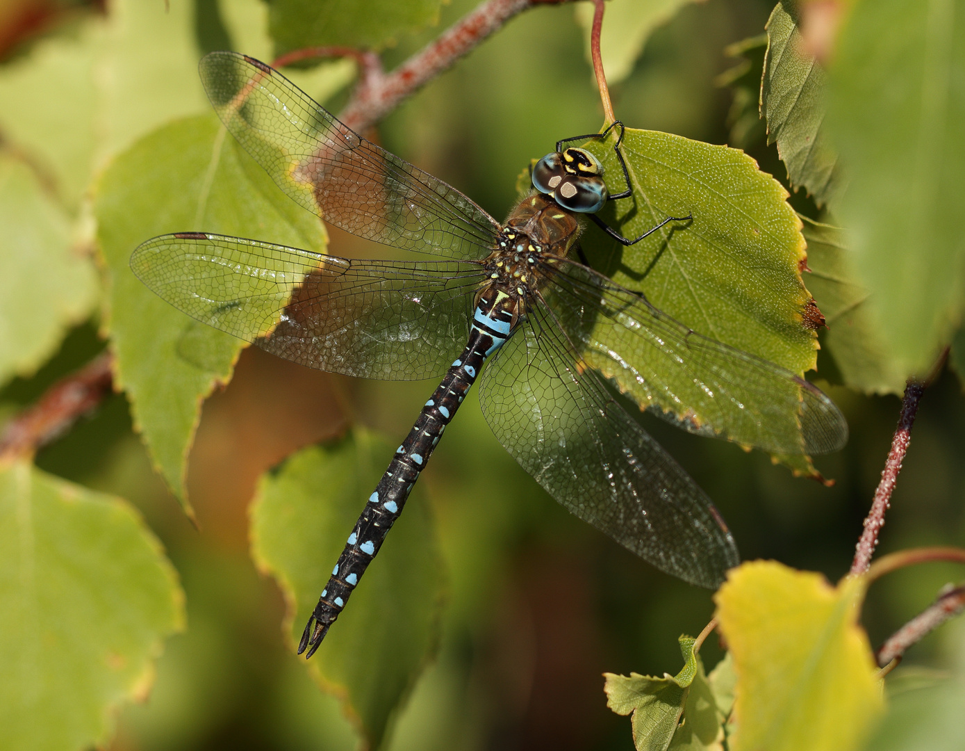 Herbst-Mosaikjungfer – Aeshna mixta