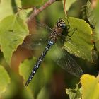 Herbst-Mosaikjungfer – Aeshna mixta