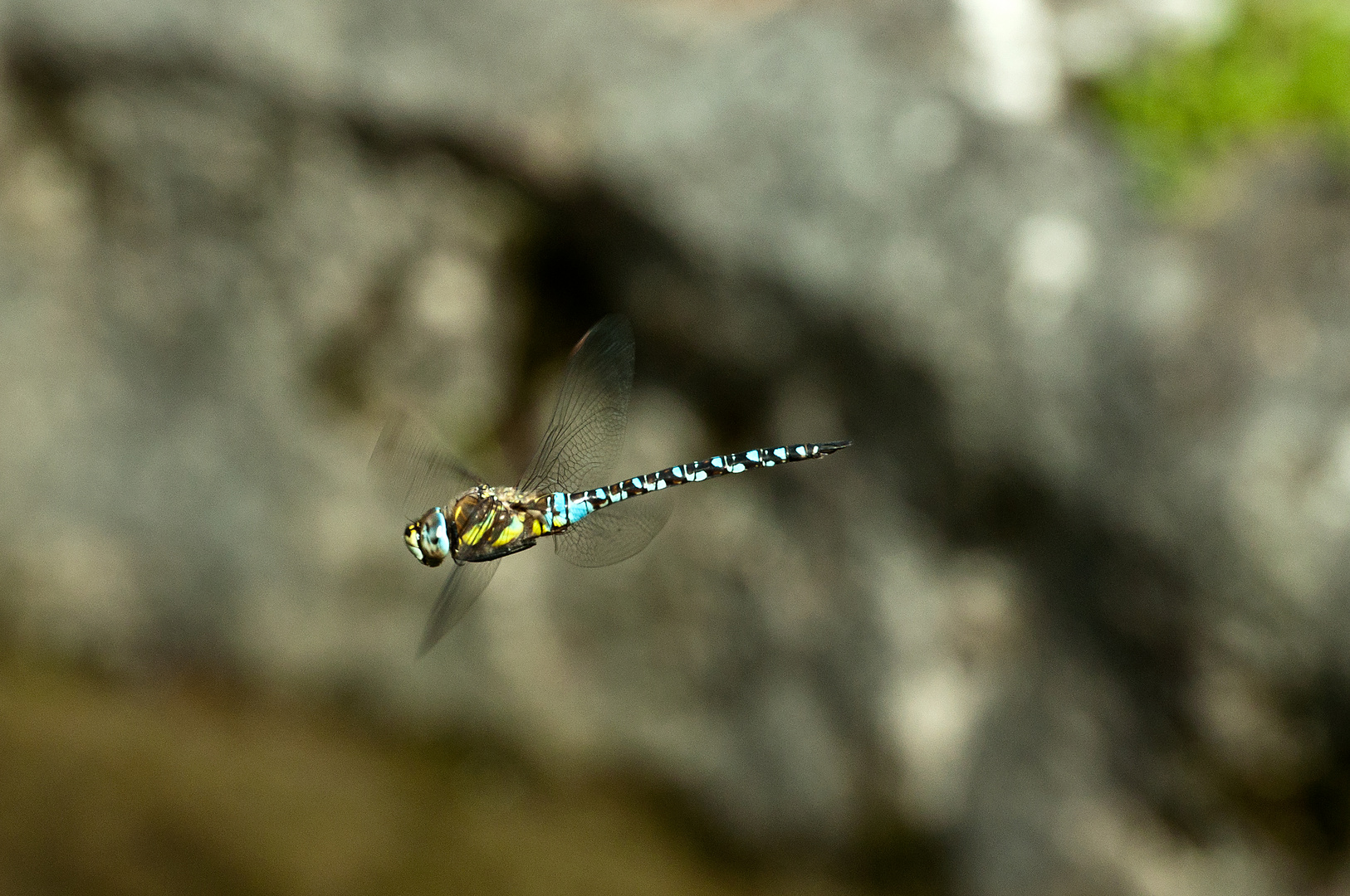 Herbst-Mosaikjungfer (Aeshna mixta)