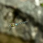 Herbst-Mosaikjungfer (Aeshna mixta)