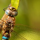 Herbst-Mosaikjungfer (Aeshna mixta)