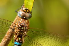 Herbst-Mosaikjungfer (Aeshna mixta)