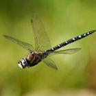 Herbst-Mosaikjungfer (Aeshna mixta)