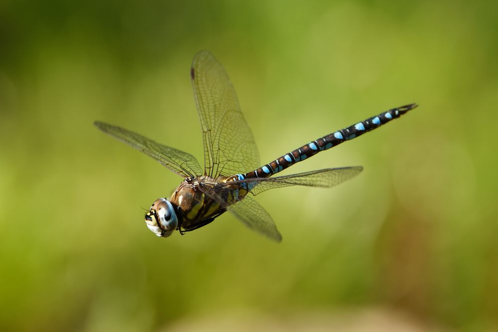 Herbst-Mosaikjungfer (Aeshna mixta)