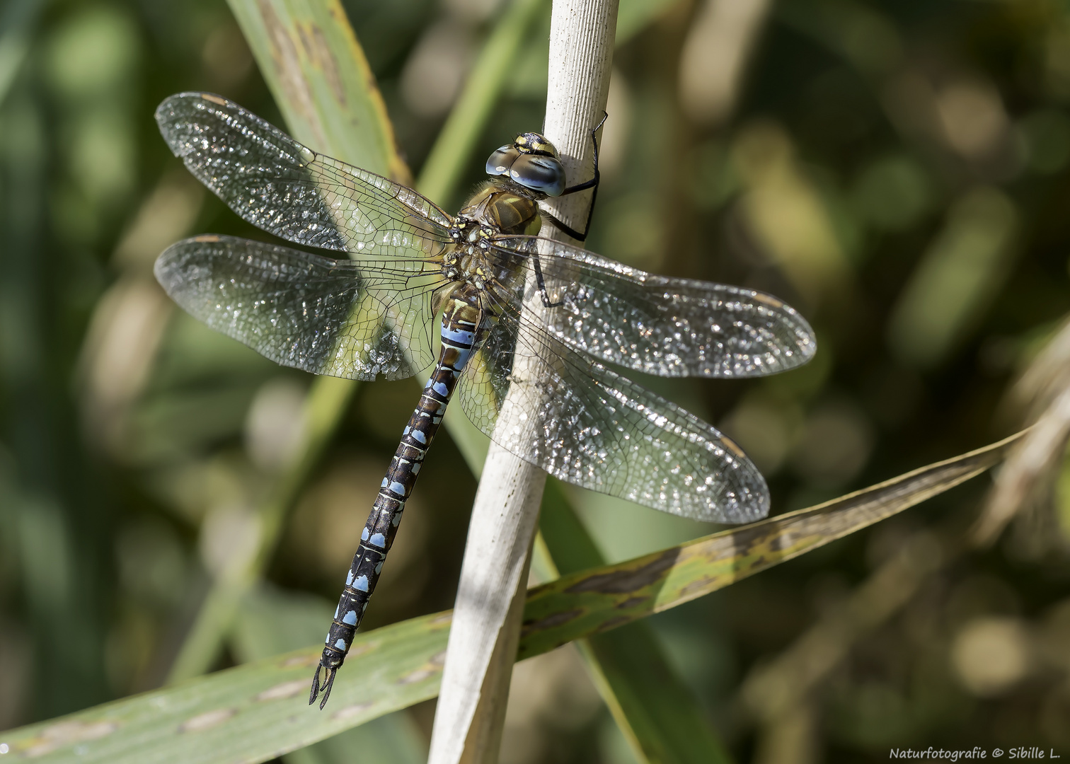 Herbst-Mosaikjungfer (Aeshna mixta)