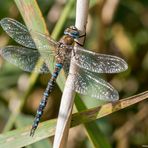 Herbst-Mosaikjungfer (Aeshna mixta)