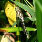 --- Herbst-Mosaikjungfer (Aeshna mixta) ---