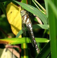 --- Herbst-Mosaikjungfer (Aeshna mixta) ---