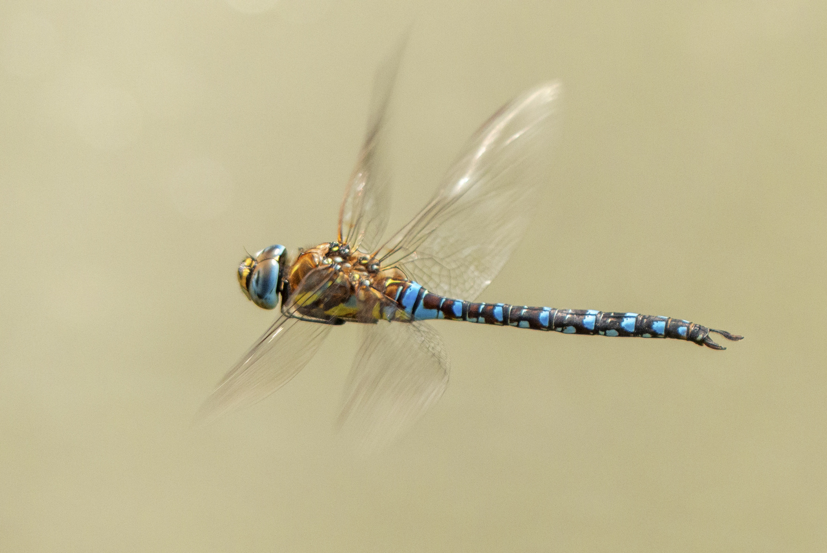 Herbst-Mosaikjungfer (Aeshna mixta)