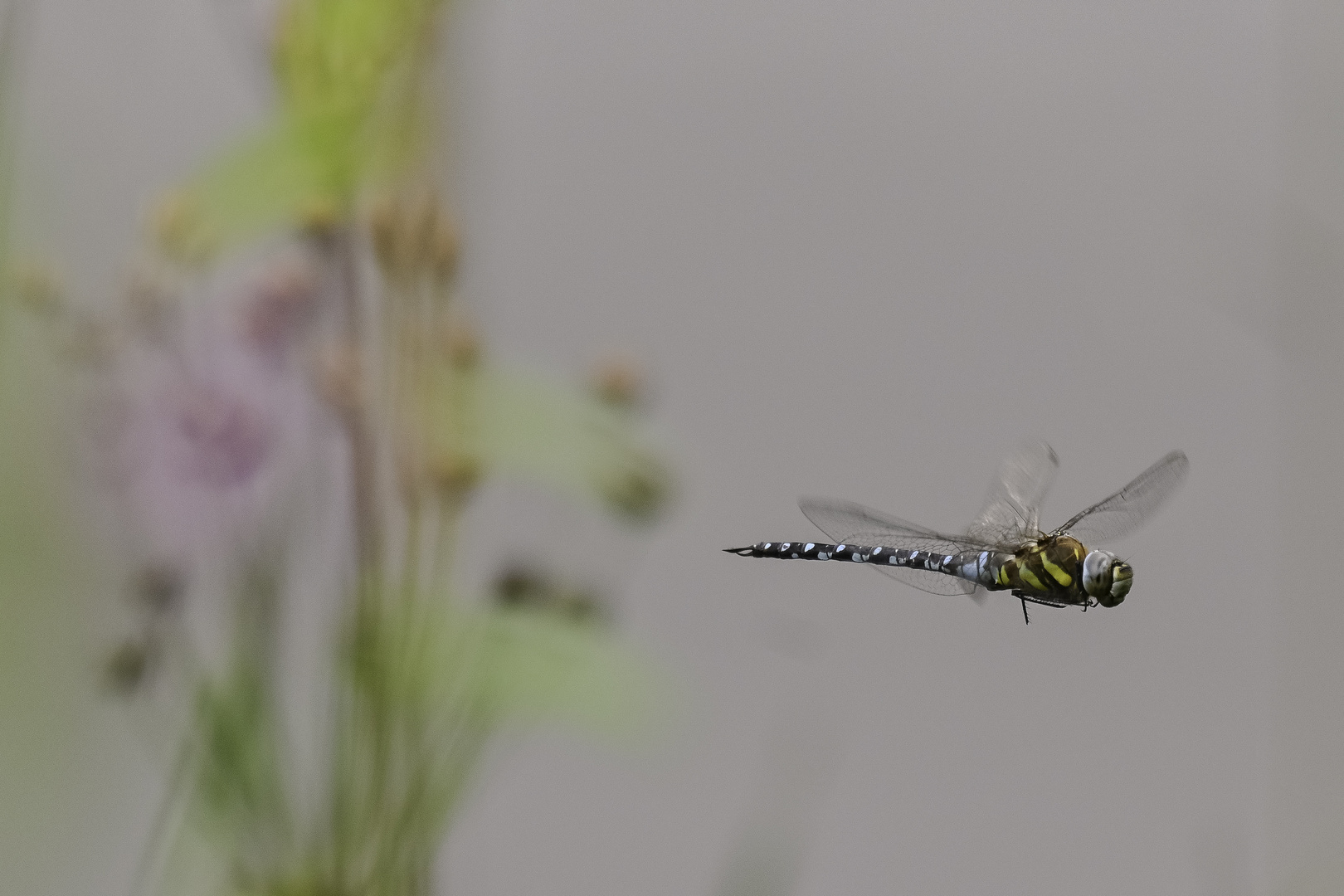 Herbst-Mosaikjungfer (Aeshna mixta)