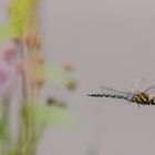 Herbst-Mosaikjungfer (Aeshna mixta)