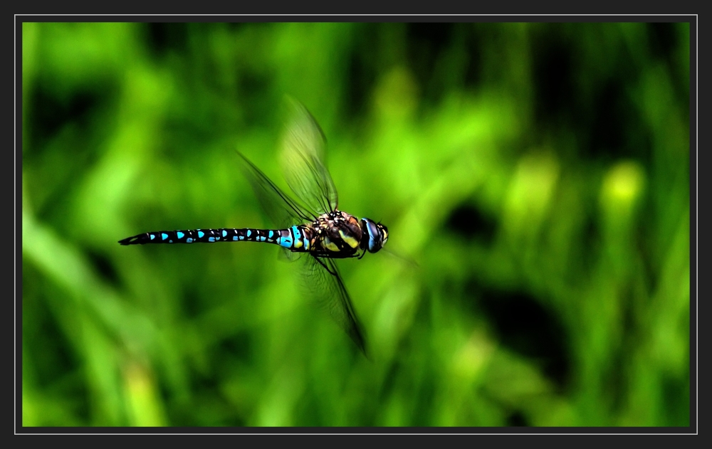 Herbst-Mosaikjungfer (Aeshna mixta)