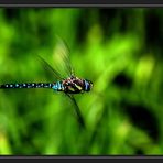 Herbst-Mosaikjungfer (Aeshna mixta)