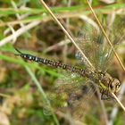 *~ Herbst-Mosaikjungfer (Aeshna mixta) ~*