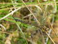 *~ Herbst-Mosaikjungfer (Aeshna mixta) ~* by Manfred Kunz-W. 