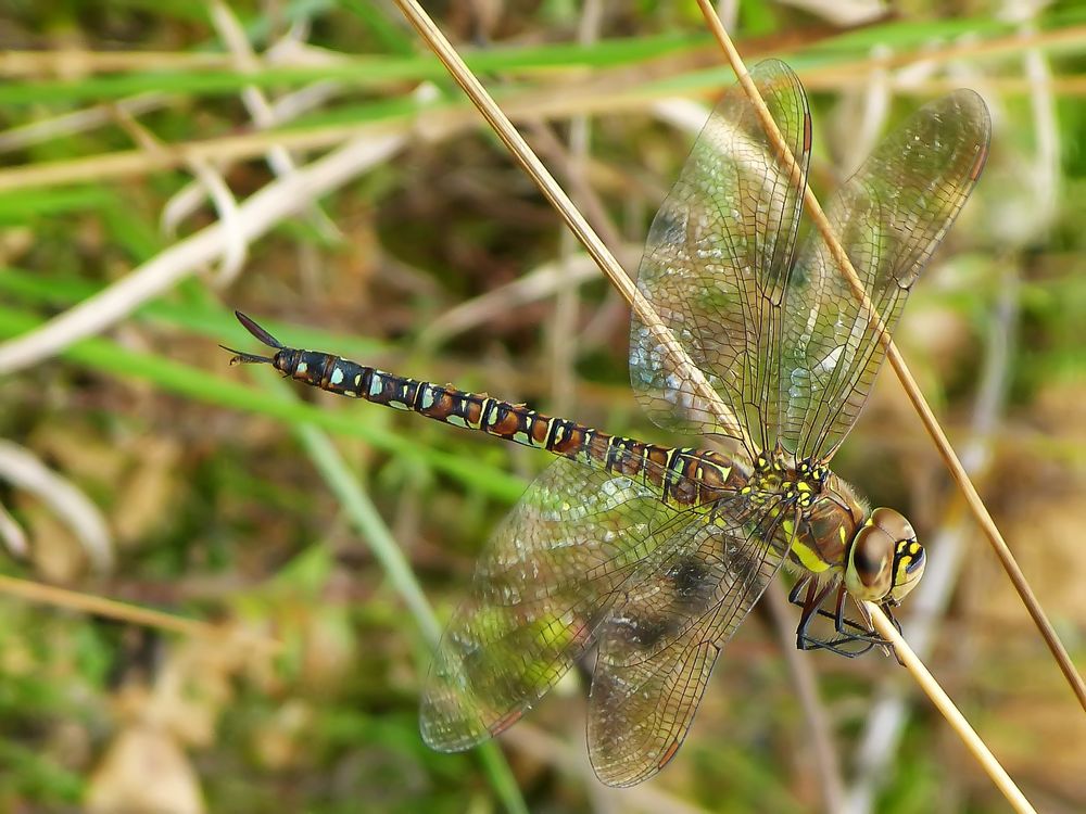 *~ Herbst-Mosaikjungfer (Aeshna mixta) ~*