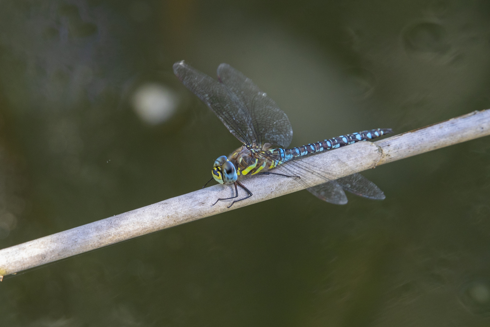 Herbst-Mosaikjungfer – Aeshna mixta