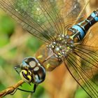 Herbst-Mosaikjungfer - Aeshna mixta