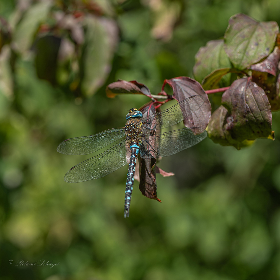 Herbst-Mosaikjungfer (Aeshna mixta)