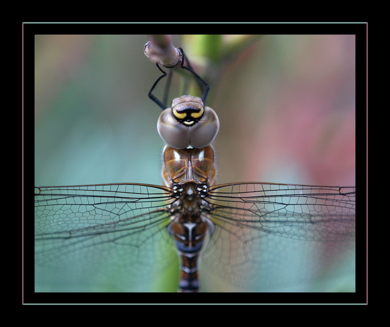 Herbst-Mosaikjungfer, (Aeshna mixta)