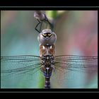 Herbst-Mosaikjungfer, (Aeshna mixta)