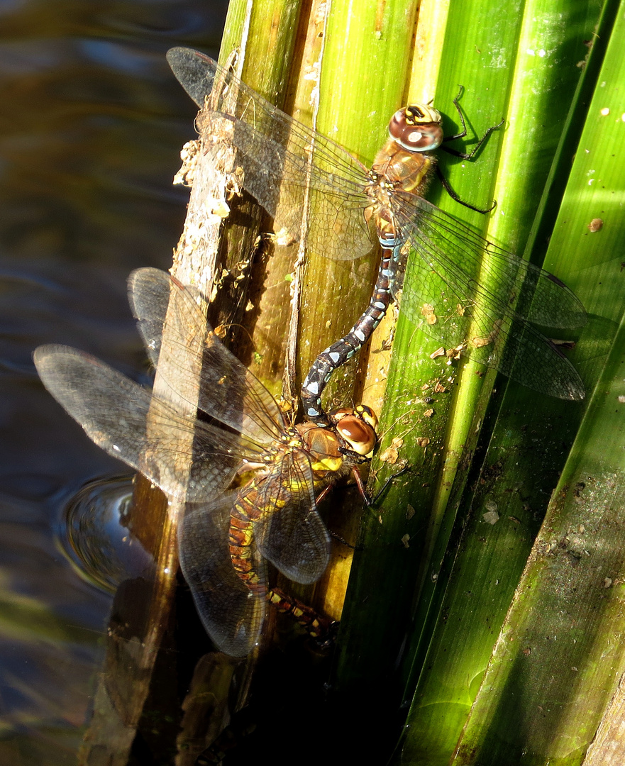 Herbst-Mosaikjungfer (Aeshna mixta), Eiablage im Tandem