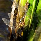 Herbst-Mosaikjungfer (Aeshna mixta), Eiablage im Tandem