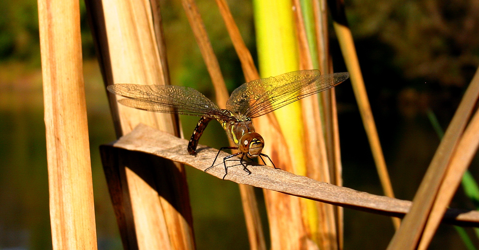 Herbst-Mosaikjungfer (Aeshna mixta), Eibchen bei der Eiablage