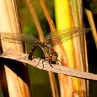 Herbst-Mosaikjungfer (Aeshna mixta), Eibchen bei der Eiablage