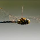 Herbst Mosaikjungfer ( Aeshna mixta)