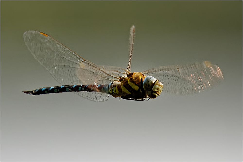 Herbst Mosaikjungfer ( Aeshna mixta)