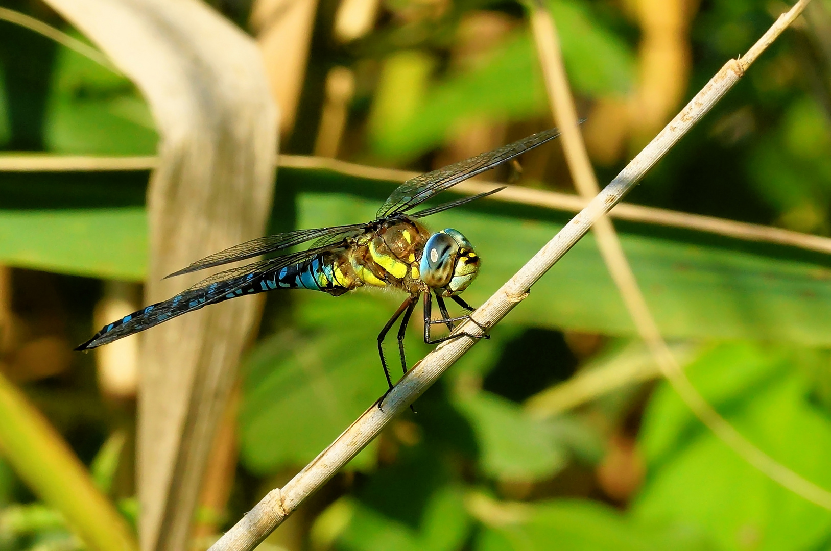 Herbst-Mosaikjungfer (Aeshna mixta)