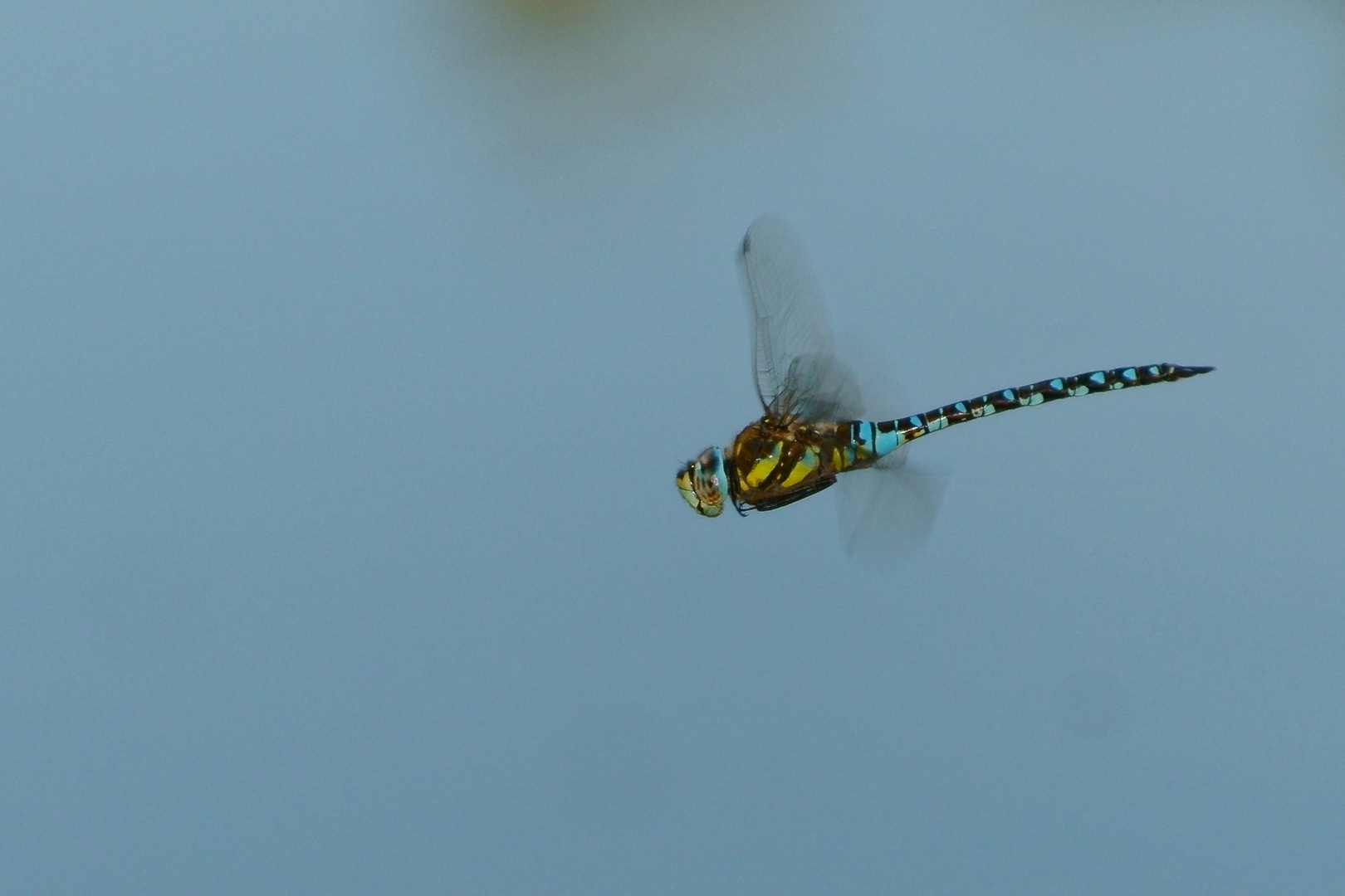 Herbst-Mosaikjungfer (Aeshna mixta)