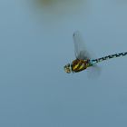 Herbst-Mosaikjungfer (Aeshna mixta)