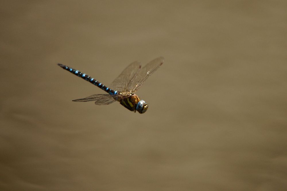 Herbst-Mosaikjungfer (Aeshna mixta)