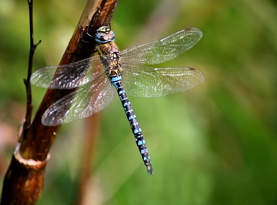 Herbst-Mosaikjungfer (Aeshna mixta) II